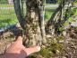 Preview: Korkbaum Quercus suber als Gartenbonsai 210 cm ( genau diese Korkeiche ) Nr. 1 Preview: Korkbaum Quercus suber als Gartenbonsai 210 cm ( genau diese Korkeiche ) Nr. 1