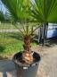 Preview: Washingtonia robusta Priesterpalme 170 cm XL Palme Nr.1 Preview: Washingtonia robusta Priesterpalme 170 cm XL Palme Nr.1