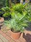Preview: Chamaerops-cerifera-1