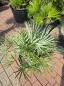 Preview: Chamaerops cerifera blaue zwergpalme 75 cm Nr.1