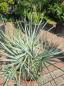 Preview: Chamaerops cerifera blaue zwergpalme 80 cm Nr.2