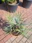 Preview: Chamaerops cerifera blaue zwergpalme 60 cm Nr.3