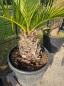 Preview: Honigpalme Jubaea Chilensis 145 cm - 40cm Stamm - Winterharte Palme