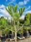 Preview: Pinus pinea 230 cm Mittelmeer - Schirmpinie - genau diesen im Bild Nr.11
