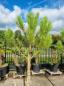 Preview: Pinus pinea 240 cm Mittelmeer - Schirmpinie - genau diesen im Bild Nr.12