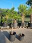 Preview: 2x-Pinus-Pinea-16
