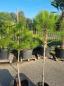 Preview: 2 Stück Pinus pinea bis 185 cm Mittelmeer - Schirmpinie.