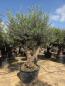 Preview: Olivenbaum-olea-europaea-299