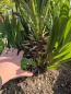 Preview: Chamaerops Vulcano zwergpalme 95 cm Nr.V2