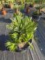 Preview: Chamaerops Vulcano zwergpalme 95 cm Nr.V2