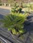 Preview: Chamaerops Vulcano zwergpalme 110 cm Nr.V5