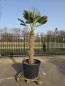 Preview: Hanfpalme-Trachycarpus-Wagnerianus-16