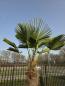 Preview: Winterharte Hanfpalme Trachycarpus - Wagnerianus 230 cm ↑ genau diesen im Bild ↑ Nr.16