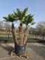 Preview: Hanfpalme-Trachycarpus-Wagnerianus-17