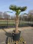 Preview: Hanfpalme-Trachycarpus-Wagnerianus-22