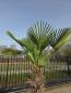 Preview: Winterharte Hanfpalme Trachycarpus - Wagnerianus 200 cm ↑ genau diesen im Bild ↑ Nr.26