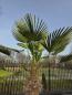Preview: Winterharte Hanfpalme Trachycarpus - Wagnerianus 220 cm ↑ genau diesen im Bild ↑ Nr.27