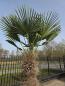 Preview: Winterharte Hanfpalme Trachycarpus - Wagnerianus 235 cm ↑ genau diesen im Bild ↑ Nr.28