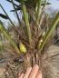 Preview: Winterharte Hanfpalme Trachycarpus - Wagnerianus 235 cm ↑ genau diesen im Bild ↑ Nr.28