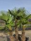 Preview: Winterharte Hanfpalme Trachycarpus - Wagnerianus 190 cm ↑ genau diesen im Bild ↑ Nr.31