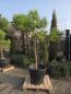 Preview: Pinus-Pinea-Nr-16