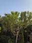Preview: Pinus pinea 230 cm Mittelmeer - Schirmpinie - genau diesen im Bild Nr.17