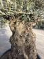 Preview: Olivenbaum Hojiblanca  250 cm -  (ca. 150 Jährig) mit sehr dickem knorrigem Stamm.