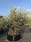 Preview: Olivenbaum Hojiblanca  280 cm -  (ca. 140 Jährig) mit doppelstamm.