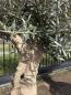 Preview: Olivenbaum Hojiblanca  200 cm -  (ca. 50 Jährig) mit schönem verzweigtem Stamm.
