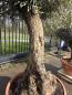 Preview: Olivenbaum Hojiblanca  240 cm -  (ca. 80 Jährig) mit altem Stamm.