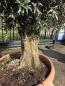 Preview: Olivenbaum Hojiblanca  220 cm -  (ca. 80 Jährig) mit altem Stamm.