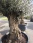 Preview: Olivenbaum Hojiblanca  260 cm -  (ca. 140 Jährig) mit sehr dickem knorrigem Stamm.