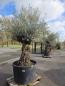 Preview: Olivenbaum Hojiblanca  280 cm -  (ca. 130 Jährig) mit sehr dickem knorrigem Stamm.