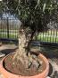 Preview: Olivenbaum Hojiblanca  250 cm -  (ca. 80 Jährig) mit altem Stamm.