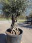 Preview: Olivenbaum Hojiblanca  280 cm -  (ca. 120 Jährig) mit sehr dickem knorrigem Stamm - Nr.58