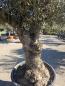 Preview: Olivenbaum Hojiblanca  270 cm -  (ca. 100 Jährig) mit verzweigtem Stamm - Nr.64