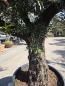 Preview: Olivenbaum Hojiblanca  250 cm -  (ca. 100 Jährig) mit verzweigten Stämmen - Nr.66