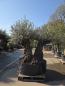 Preview: Olivenbaum Hojiblanca  220 cm -  (ca. 130 Jährig) mit doppelstamm - Nr.83
