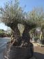 Preview: Olivenbaum Hojiblanca  220 cm -  (ca. 130 Jährig) mit doppelstamm - Nr.83