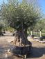 Preview: Olivenbaum Hojiblanca  270 cm -  ( 250 - 300 Jährig) mit super dickem knorrigem Stamm.
