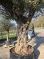 Preview: Olivenbaum XXL Hojiblanca  360 cm -  (ca. 170 Jährig) Mega Olivenbaum Nr.81