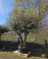 Preview: Olivenbaum Hojiblanca extra hoch 360 cm -  (ca. 150 Jährig) Mega Olivenbaum Nr.82