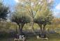 Preview: Olivenbaum-Hojiblanca--Nr-85