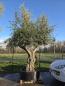 Preview: Olivenbaum Hojiblanca extra hoch 380 cm -  (ca. 150 Jährig) Mega Olivenbaum Nr.86