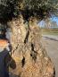 Preview: Olivenbaum Hojiblanca  280 cm -  ( ca. 150 Jährig) mit knorrigem Doppelstamm Nr.93