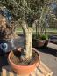 Preview: Olivenbaum Hojiblanca  180 cm -  (ca. 60 Jährig) mit kräftigem Stamm - Nr.101