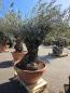 Preview: Olivenbaum Hojiblanca  190 cm -  (ca. 120 Jährig) mit dickem knorrigem Stamm - Nr.105