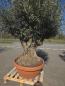 Preview: Olivenbaum Hojiblanca  270 cm -  (ca. 100 Jährig) mit Y Stamm - Nr.107