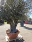 Preview: Olivenbaum Hojiblanca  270 cm -  (ca. 100 Jährig) mit Y Stamm - Nr.107