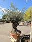 Preview: Olivenbaum Hojiblanca  230 cm -  (ca. 110 Jährig) mit sehr dickem knorrigem Stamm - Nr.109